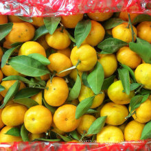 Exporting Quality Standard von frischem Baby Mandarin